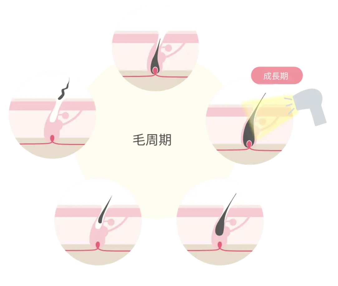 毛周期の説明画像